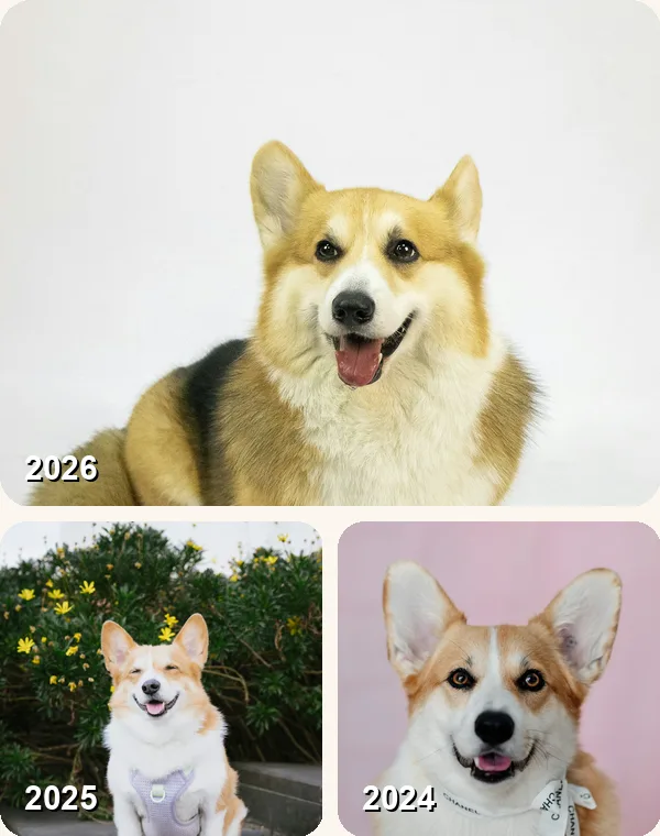 犬の去年・2年前の同じ日の写真